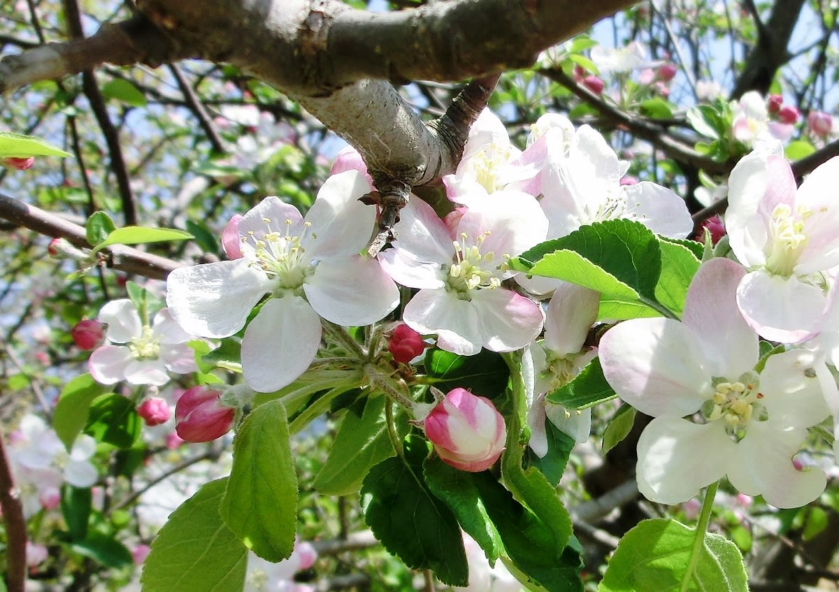 りんごの花 バラ科 ひげ爺さんのお散歩日記 ２