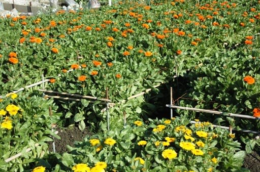 花の里フローラルビレッジ名倉 南房総市白浜 日々あれこれ