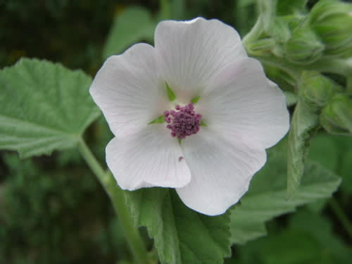 マシュマロウ Marsh Mallow の花 モノトーンでのときめき