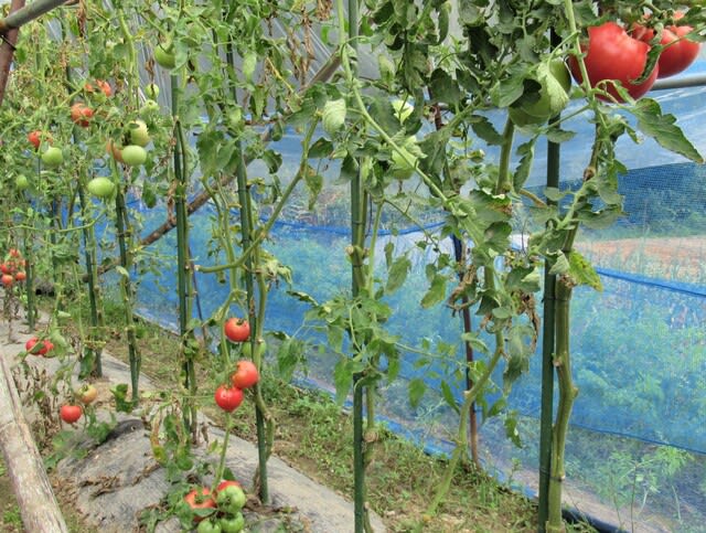 トマト連続摘芯栽培 最上下の実が赤い 里山悠々録