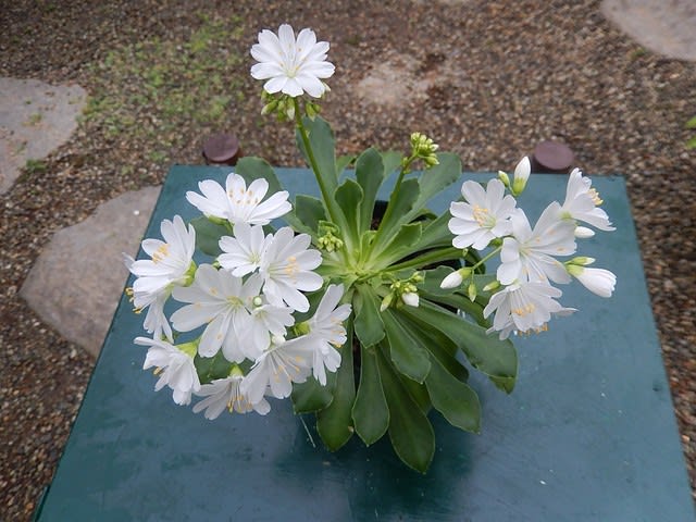 レウイシア レウィシア 3度目の開花 植物大好き 出会い ときめき 癒し