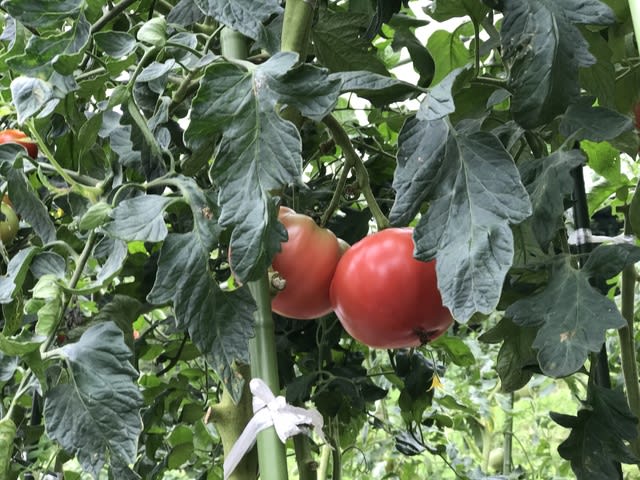 トマトの収穫後 下葉かき Kenkenの日々青春