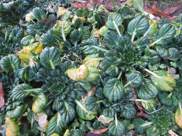 ターサイは独特の姿で旨さ増す 里山悠々録