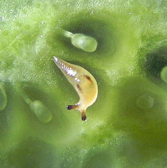 今日のナメクジ 飼育 かたつむりが好き