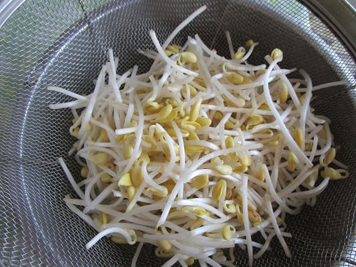 子大豆もやし Tontonの花日記 子大豆もやし Tontonの花日記
