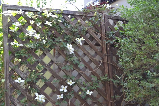 クレマチス モンタナ スノーフレーク ほかの花もいろいろと Haruの庭の花日記 Haru S Garden Diary