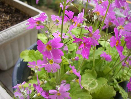春になった~って感じるお花