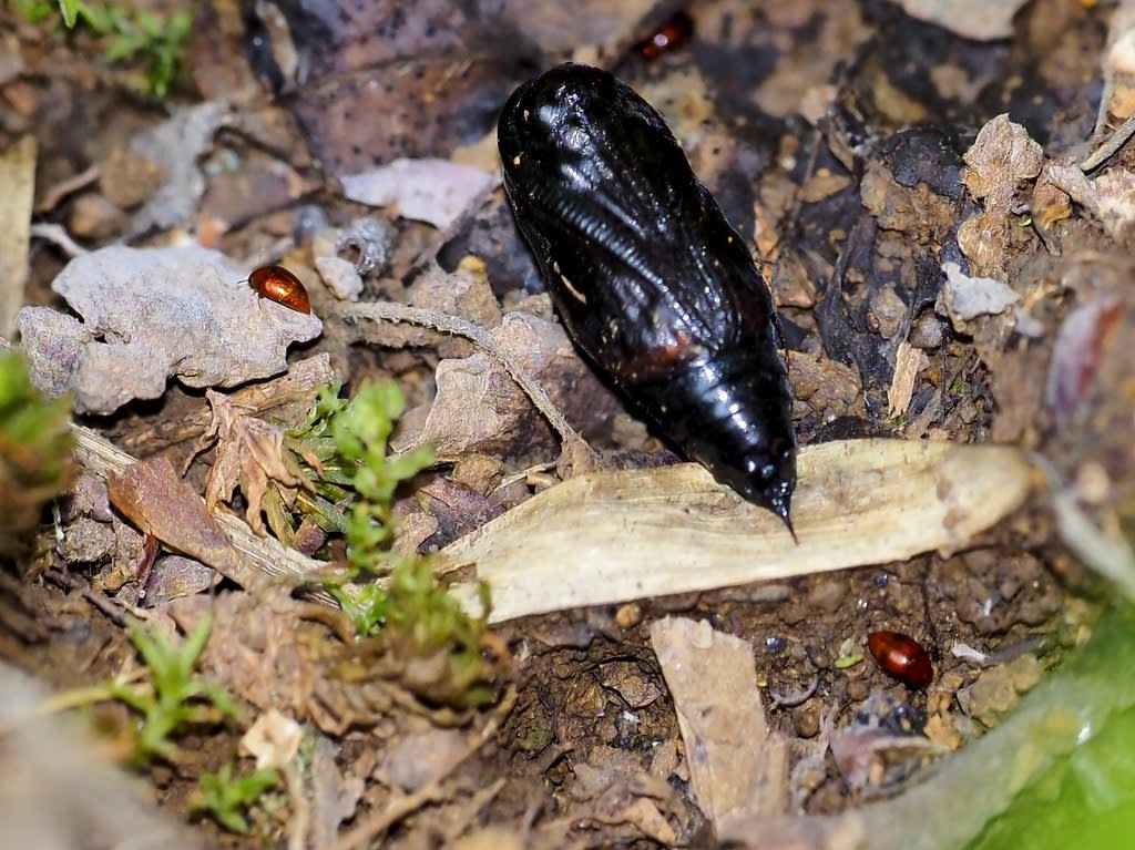 黒い蛹とデオキノコムシの一種 てんとう虫の歳時記 2