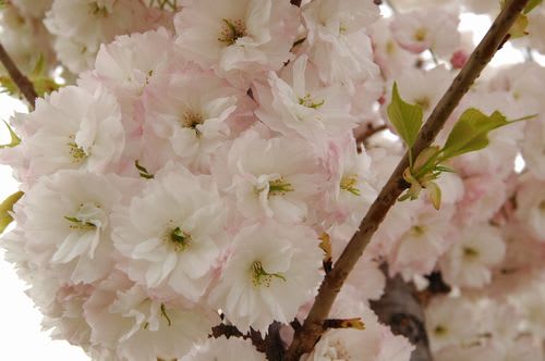 sakra074.jpg: 丸く花をつけた八重桜