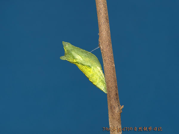 緑色の蛹と茶色の蛹 Mos Yanの自然観察日誌