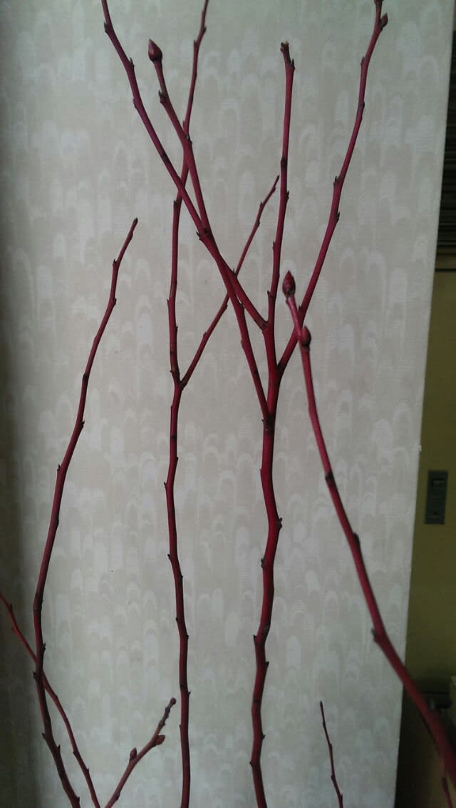 枝が赤い理由s ブルーベリーを安月給奮闘栽培 In 広島