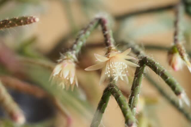 花 植物 きのこ のブログ記事一覧 水と光の幻影 花 植物 きのこ のブログ記事一覧 水と光の幻影