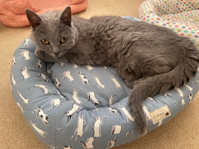 新しい猫ベッド活用中 - マコ家の猫はコリャ！フニャラ