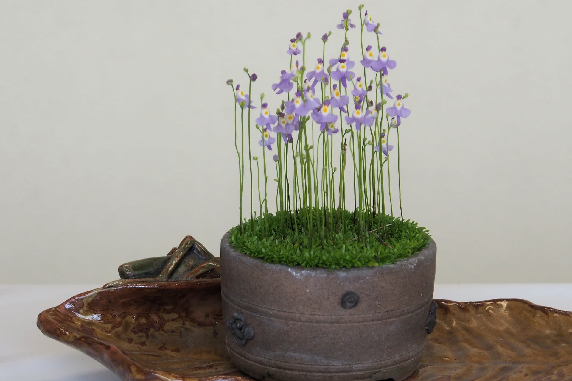 山野草展示会を終える!の画像