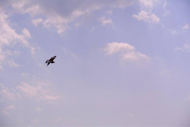 春の鳥 のぶらり旅 春の鳥 のぶらり旅