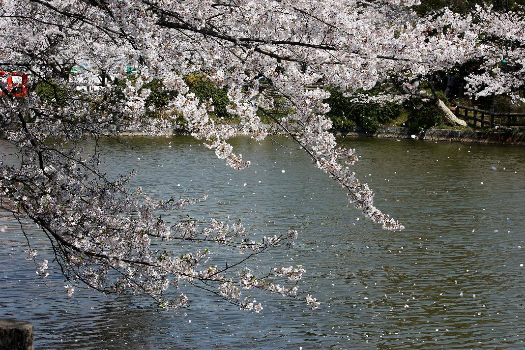 桜・・・爛漫の画像