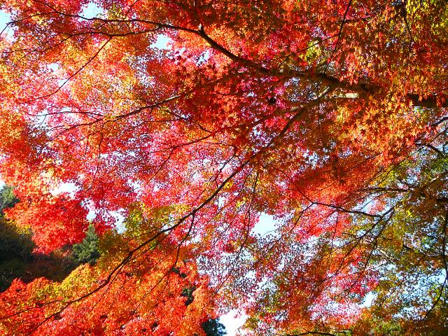 香嵐渓の紅葉の画像