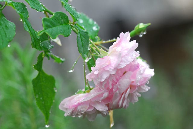 雨に打たれる花 スミレの小部屋