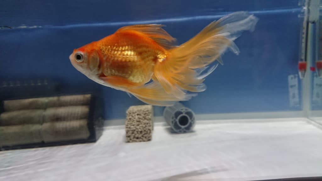 魚 のブログ記事一覧 お散歩がてら 魚 のブログ記事一覧 お散歩がてら