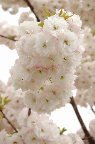 sakra073.jpg: 丸く花をつけた八重桜