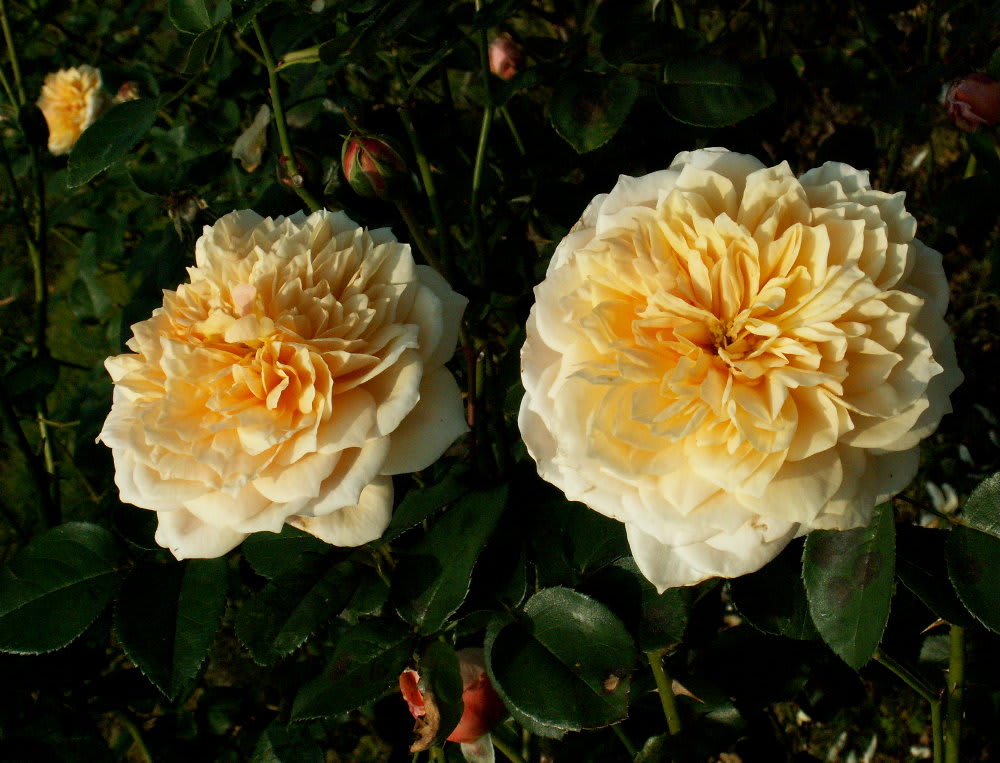 ダリアのような薔薇 イングリッシュガーデン 花の公園 俳句 ｉｎｇ