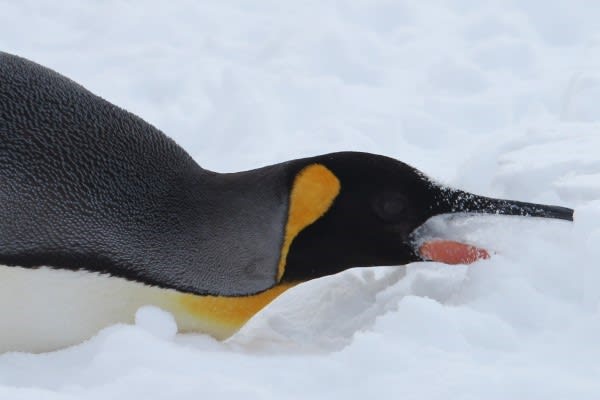 雪を食べる王様ペンギン 豪快 ペンギン音頭