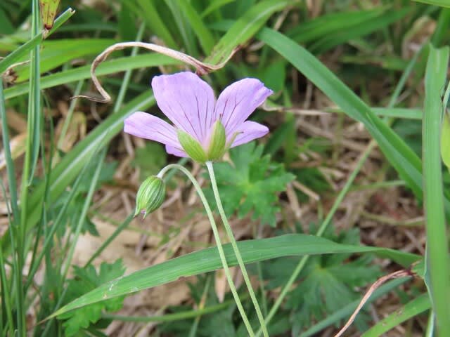 高ボッチ高原・鉢伏山で最近咲いている花　ハクサンフウロ（白山風露）