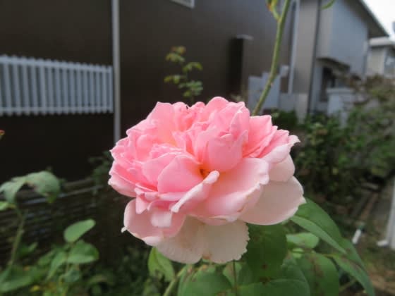 二日続けての夏日に ピンクのバラの花 折節の移り変わるこそ 二日続けての夏日に ピンクのバラの花 折節の移り変わるこそ