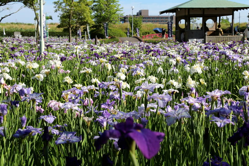 季節の花 花菖蒲(ハナショウブ)の画像
