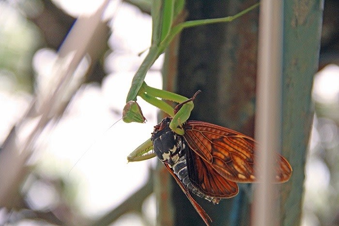 セミを食べるカマキリ 日々の生活の中で ストックフォトと共に