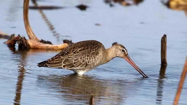 稲敷のハス田で出会った鳥さんたち その2 オグロシギ他 よっちのバードフォト