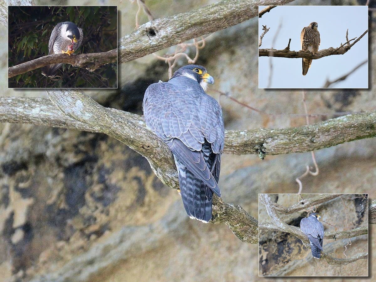 ハヤブサ目 フクロウ目の仲間たち 自然とデジカメ