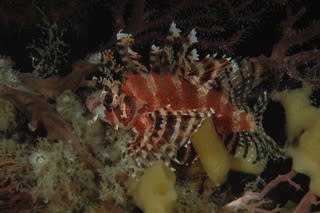 カサゴ オコゼ カエルアンコウ系 のブログ記事一覧 海の生き物達 カサゴ オコゼ カエルアンコウ系 のブログ記事一覧 海の生き物達