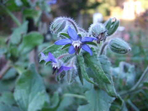 ポリジ 花散歩 ポリジ 花散歩