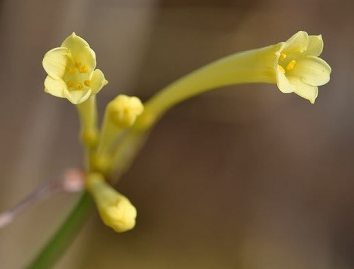 鉢植えの「キルタンサス」（２）黄色花 - Koba の庭～春夏秋冬