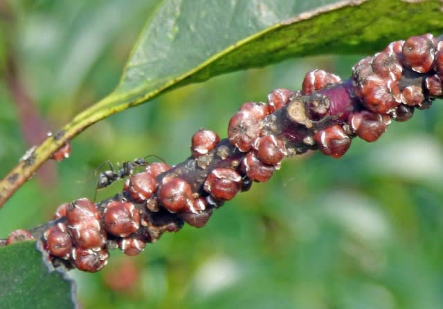 ルビーロウカイガラムシ ルビー蝋介殻虫 あずき色のメスがビッシリ 温泉ドラえもんのブログ