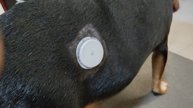 お犬様の闘病記 糖尿病 クッシング症候群 その6 酔っぱらい一人旅 お犬様の闘病記 糖尿病 クッシング症候群 その6 酔っぱらい一人旅