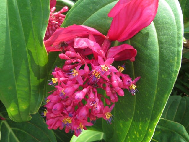飛び立つ真っ赤な鳥のようにもみえる メディニラ 火の鳥 熱帯植物シリーズ 11 野の花 庭の花