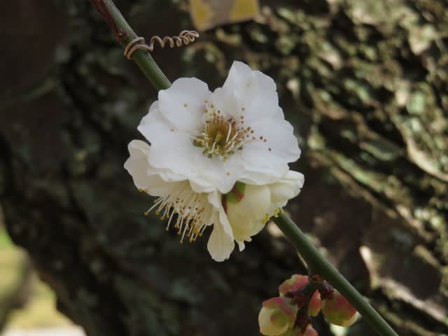 枝垂れ梅　白花　(引き取り※配達可能) 枝垂れ梅 白花 (引き取り※配達可能) 枝垂れ梅白花(引き取り※配達