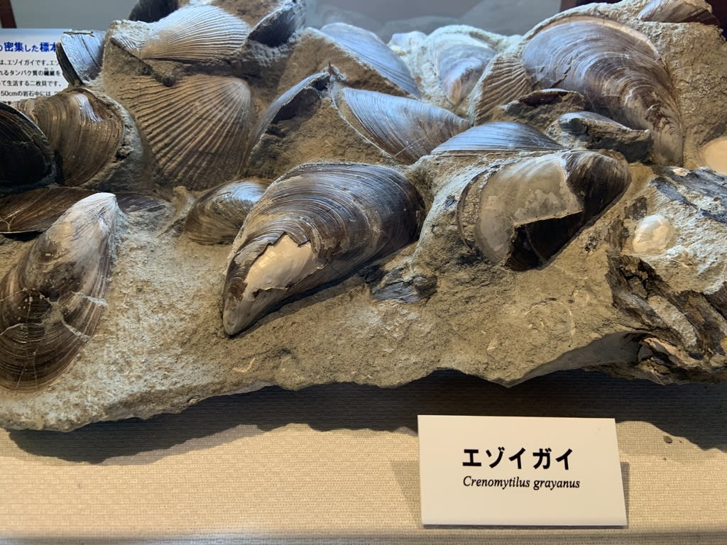【母岩は最高に硬く重いノジュール】　化石　二枚貝　日本　岐阜県　瑞浪産 母岩は最高に硬く重いノジュール】化石二枚貝日本岐阜県瑞浪産