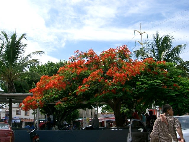 オレンジ色の花咲く木 メキシコの隅っこ