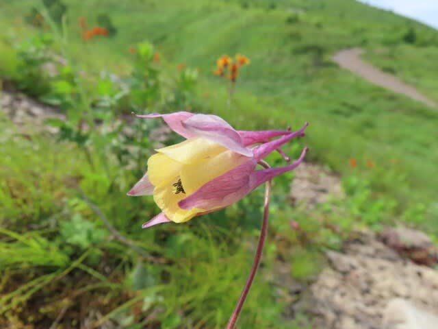 高ボッチ高原・鉢伏山で最近咲いている花　ヤマオダマキ（山苧環）