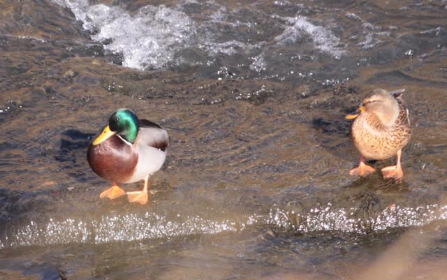 鶴見川のカモ 野に遊ぶ