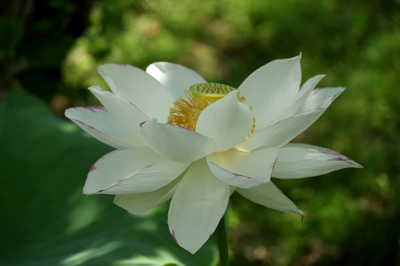 和歌山県植物公園緑化センター 大賀池日記
