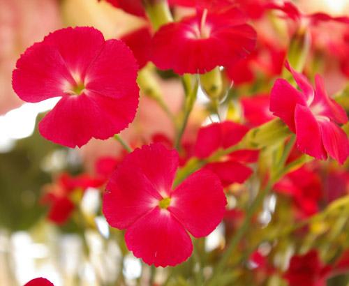 なでしこの花ってどんな花 なでしこjapan世界一 にこたま花屋 メゾンフルーリ と 松本市 花屋 メゾンフルーリ ド プロバンス