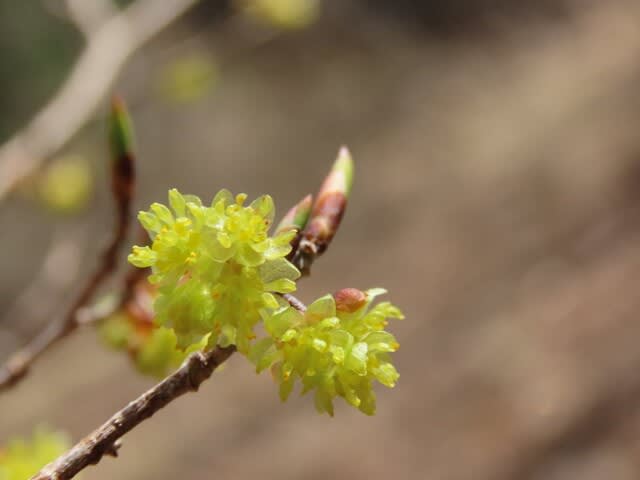 高ボッチ高原・鉢伏山で最近咲いている花　アブラチャン（油瀝青）