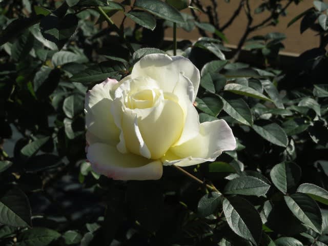 クリーム色の白を淡いピンクが縁取るバラ「ガーデン・パーティ」（薔薇シリーズ117） - 野の花 庭の花