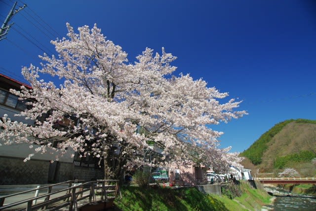 ソメイヨシノ 桜の中のサクラといえる潔い花木は3月28日の誕生花 Aiグッチ のつぶやき Post Like Ai Tweets