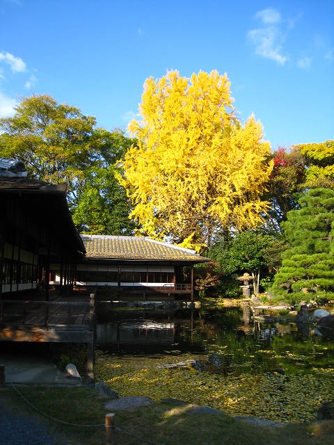 東本願寺 渉成園 秋紅葉 11/26/2010 - 京の四季 名勝散策 写真集 東本願寺 渉成園 秋紅葉 11/26/2010 - 京の四季 名勝散策 写真集