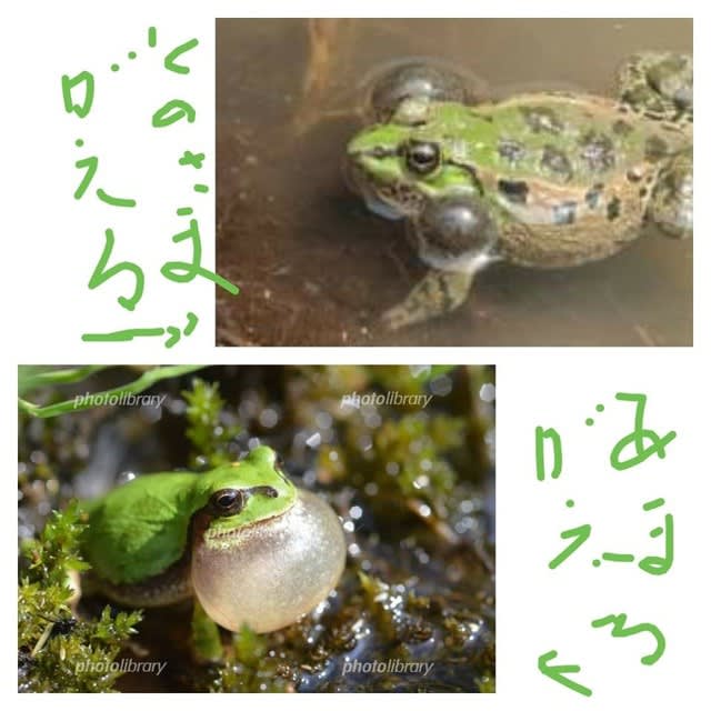 Vol 1166 蛙の鳴き方は 二種あるのですよね 中井悠美子 悠石 四季の絵文日記 11 9 24